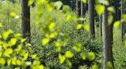 forest of trees